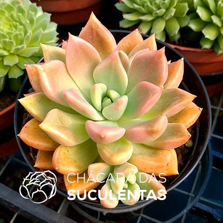 Echeveria Melody – Pote 9 – Chácara das Suculentas