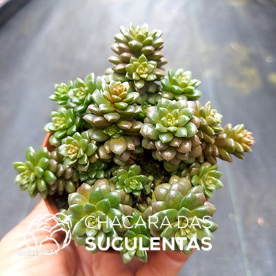 Little Gem 常緑樹 約54cm C Cremnosedum Little Gem – Pote 9 – Chácara das Suculentas