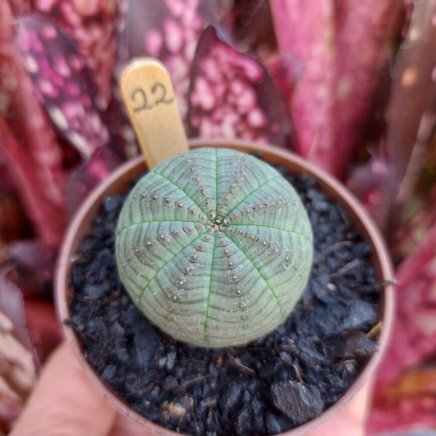 Euphorbia Obesa 22 – Pote 7 – Chácara das Suculentas